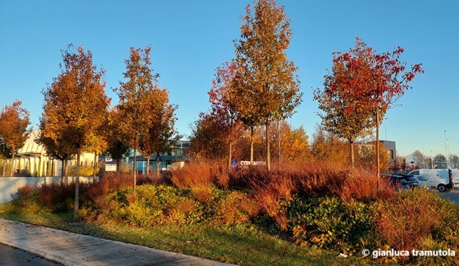 Gianluca Tramutola planting scheme